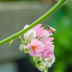 Pink Confederate vine blooming in the garden