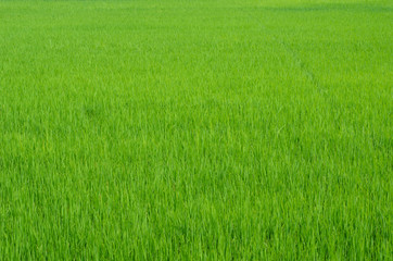 Fototapeta na wymiar Green paddy field