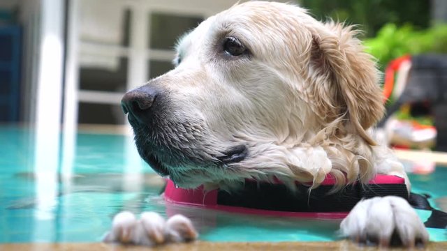 Funny Labrador Retriever Dog Swimming In Pool