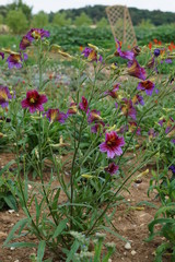 Salpiglossis