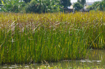 Obraz premium Reed field in swamp