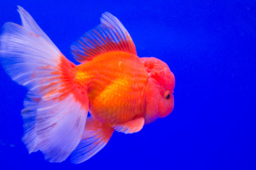 Goldfish in aquarium