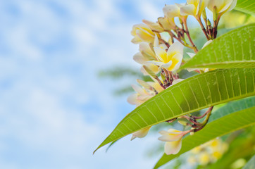 Frangipani white flower blooming with soft light in the morning, Plumeria blooming, Templetree.