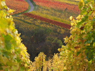 Stuttgart-Rotenberg, Herbstfärbung in den Weinbergen