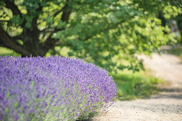 Obraz premium CLOSE UP OF FIELD OF LAVENDER