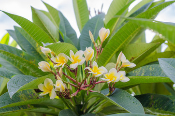 Obraz premium Frangipani, Plumeria blooming, Templetree.