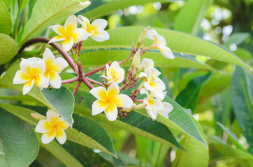 Frangipani, Plumeria blooming, Templetree.