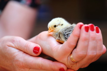 hands holding a chick with tender caare