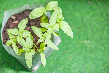 sunflowers in plastic bag green background
