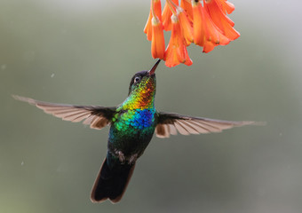 Fiery-throated Hummingbird in Costa Rica 