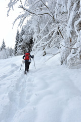 Fototapeta na wymiar Woman with red backpack snowshoeing in hilly landscape with coniferous forest. Bavaria, Germany