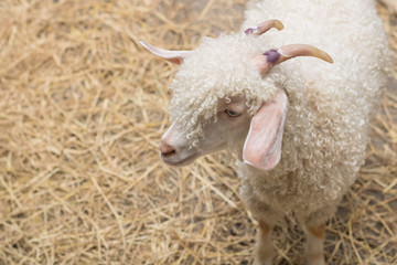 Portrait of young sheep with Straw in background