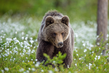 Obraz premium Brown bear in the summer forest on the bog among white flowers. Front view. Natural Habitat. Brown bear, scientific name: Ursus arctos. Summer season.
