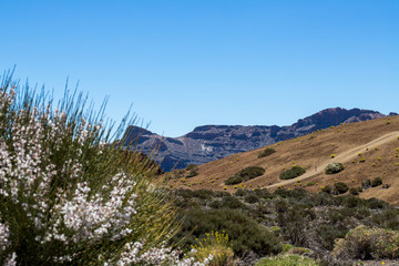 Fototapeta na wymiar El Teide Flora view 