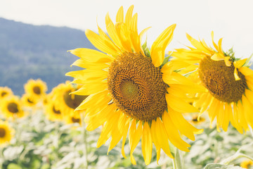 sun flower field and mountain background