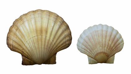 Clam shell , Two clam shell / Isolated white