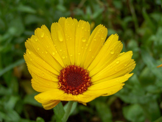 yellow flower