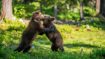 Fototapeta premium Brown Bear Cubs playfully fighting, Scientific name: Ursus Arctos Arctos. Summer green forest background. Natural habitat.