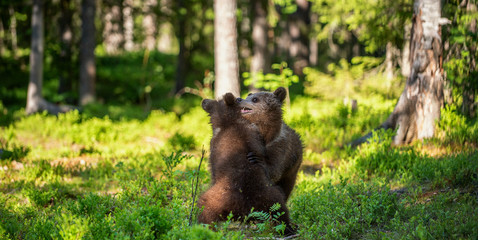 Brown Bear Cubs playfully fighting, Scientific name: Ursus Arctos Arctos. Summer green forest background. Natural habitat.