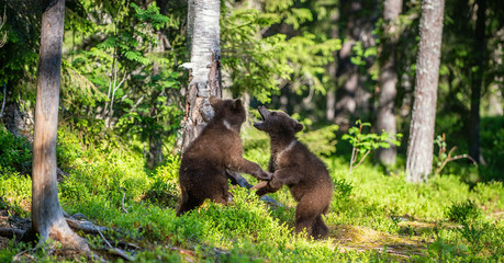 Brown Bear Cubs playfully fighting, Scientific name: Ursus Arctos Arctos. Summer green forest background. Natural habitat.