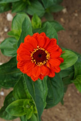 Zinnia