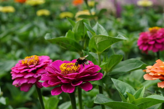 Zinnia and bumlebee
