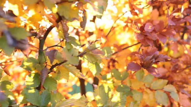 sunlight between autumnal leaves 