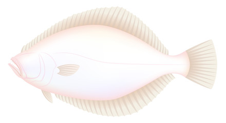 カレイ　鰈　裏側　白背景