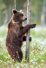 Fototapeta premium Brown bear standing on his hind legs in the summer forest among white flowers. Front view. Natural Habitat. Brown bear, scientific name: Ursus arctos. Summer season.