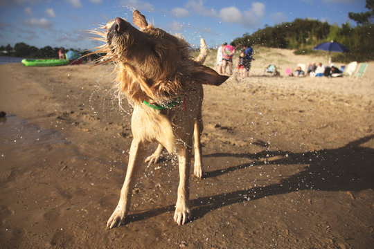 Retrato de perro en la playa