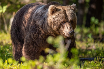 Fototapeta premium Brown bear in the summer forest at sunny day. Green forest natural background. Scientific name: Ursus arctos.