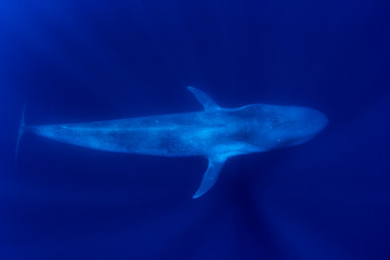 Blue Whale 