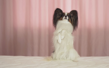 Beautiful dog Papillon is sitting on bed and doing a stand on his hind legs