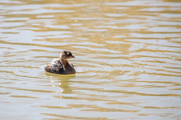 a pied-billed grebe swimming in a pond in the late morning