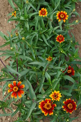 Gaillardia aristata