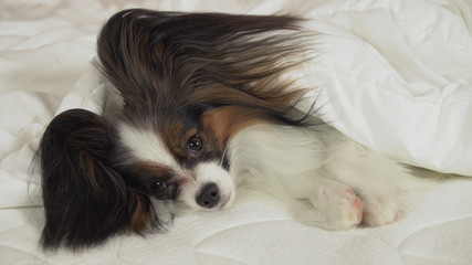 Beautiful dog Papillon lies under blanket on the bed and looks around