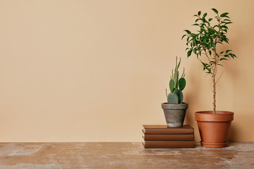 Plants in pots and books at table on beige background