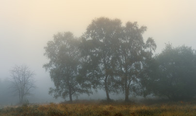 Obraz na płótnie Canvas Trees in Early Autumn Mist