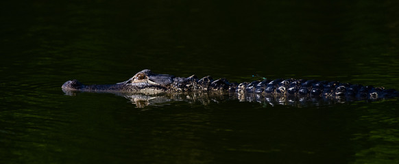 alligator in water