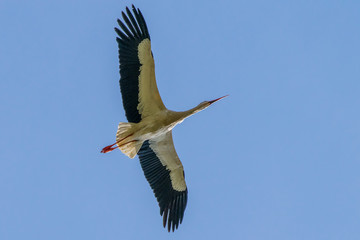 Weißstorch