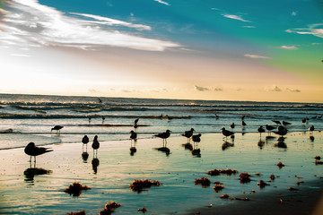 silhouette of birds on the beach