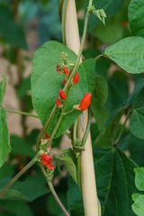 Runner bean flowers