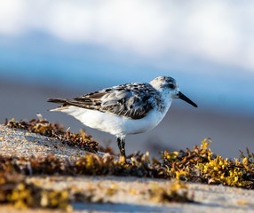 sandpiper on the sand