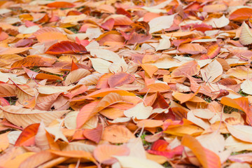 Automne Background, automne leaf