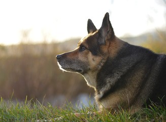 old dog relaxes in autumn nature