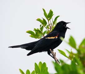 bird on a branch