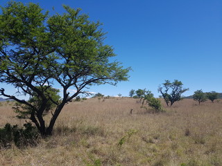 Süd- Afrikanische Savanne
