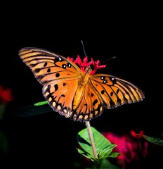 butterfly on flower