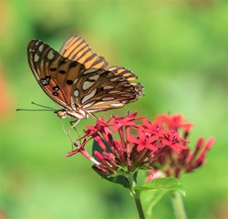 butterfly on flower