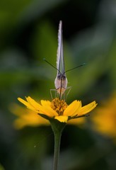 butterfly on flower